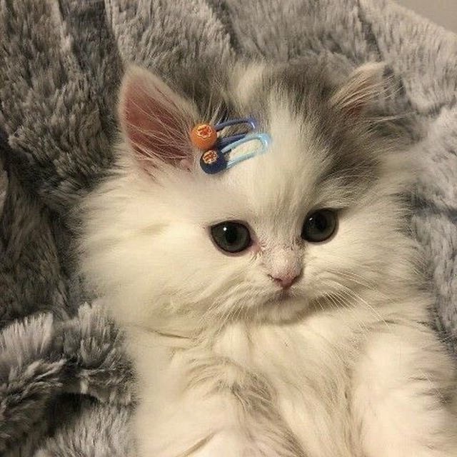 naky as cats 🐈‍⬛ tweet media