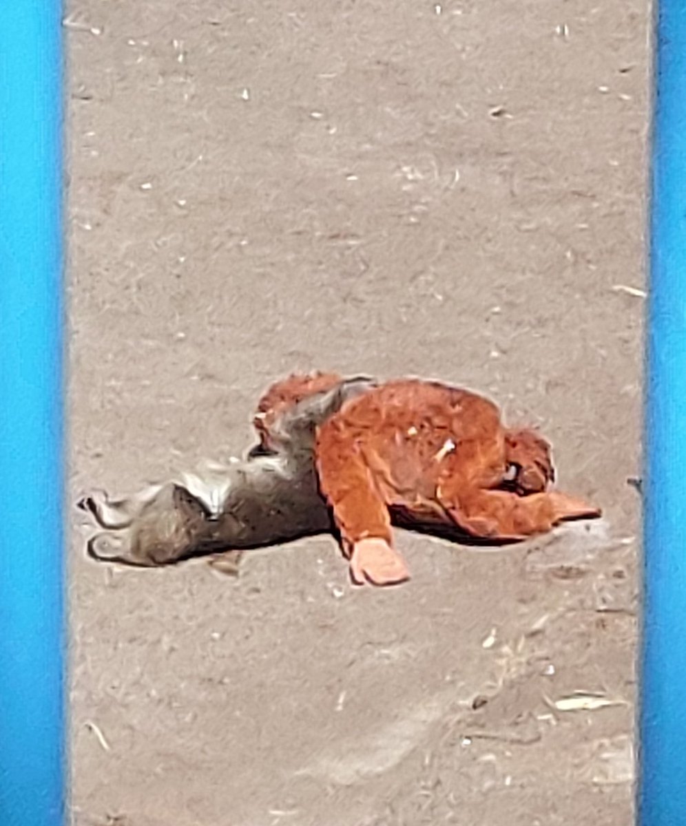SRB_SnowMan's tweet photo. ずっと寝てた
#パンチくん　#市川市動植物園 https://t.co/lHxRf3dVDg