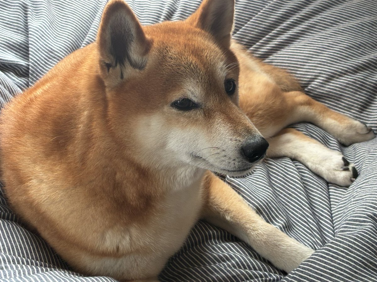 ひだまり tweet media