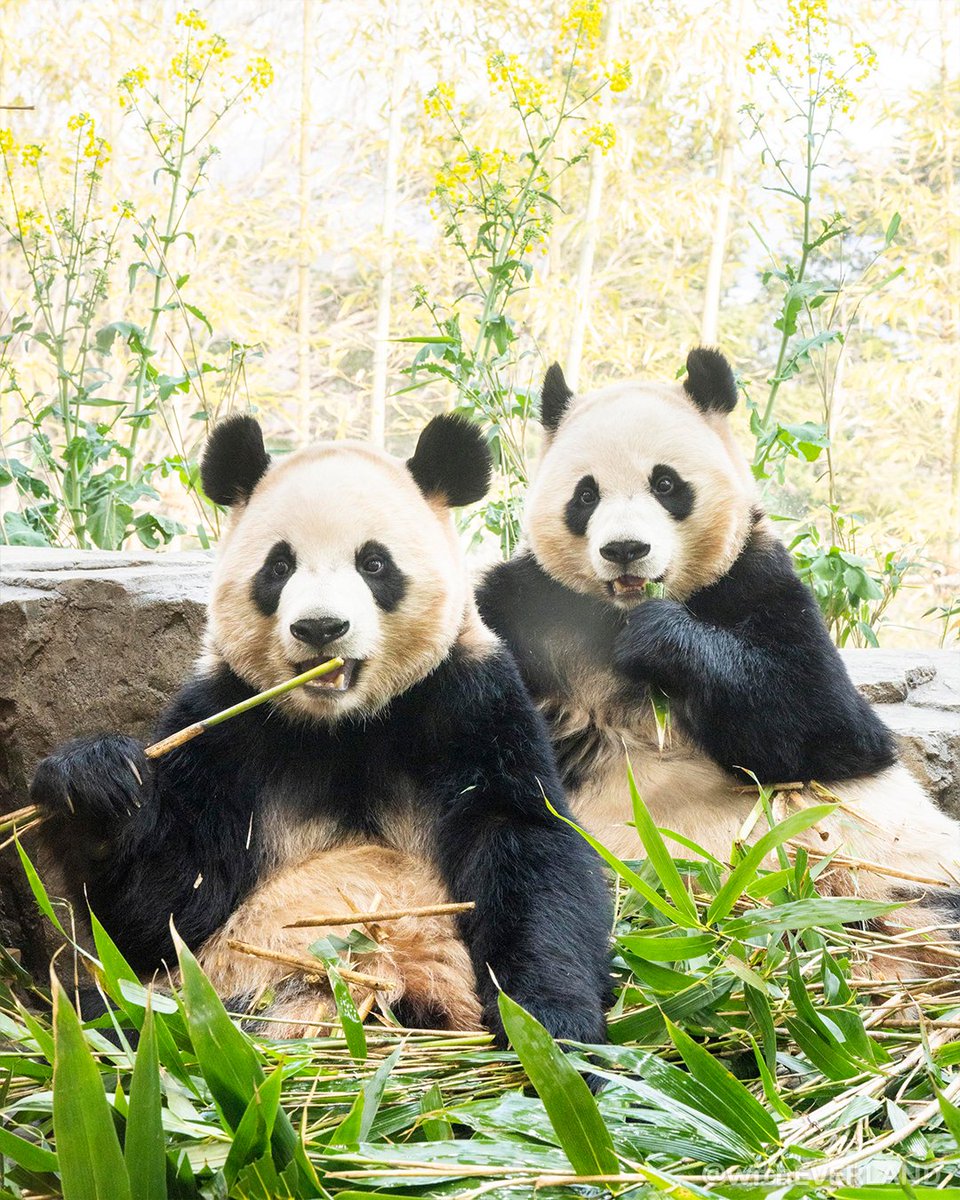 에버랜드 tweet media