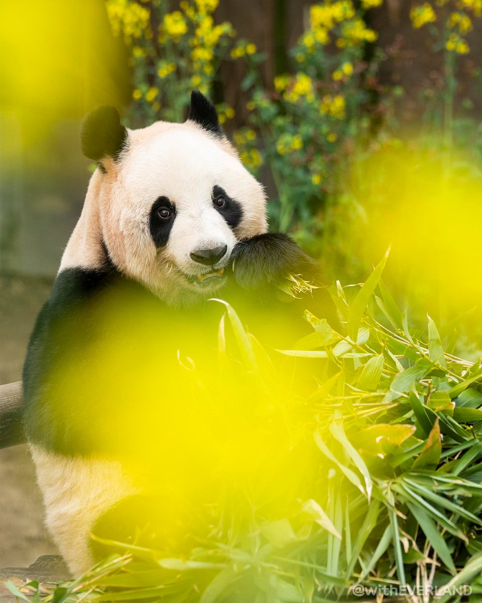 에버랜드 tweet media