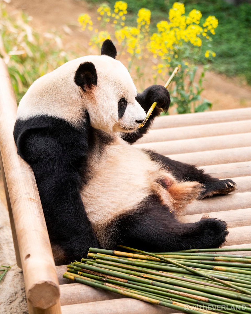 에버랜드 tweet media