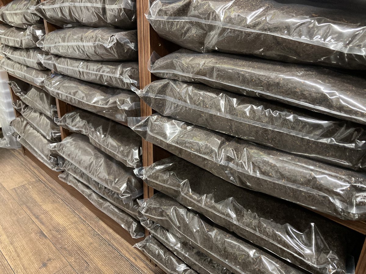 入荷情報@インセクトファミリー tweet media