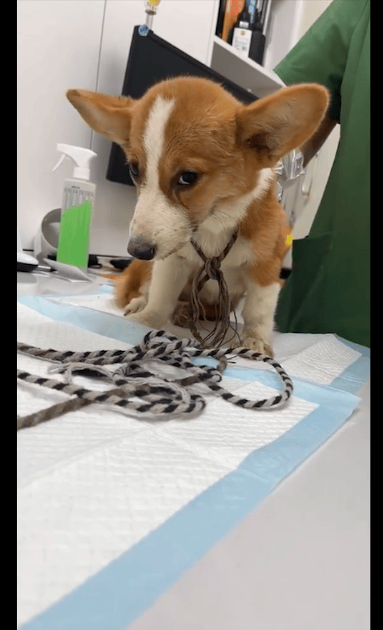 valeria velazquez tweet media