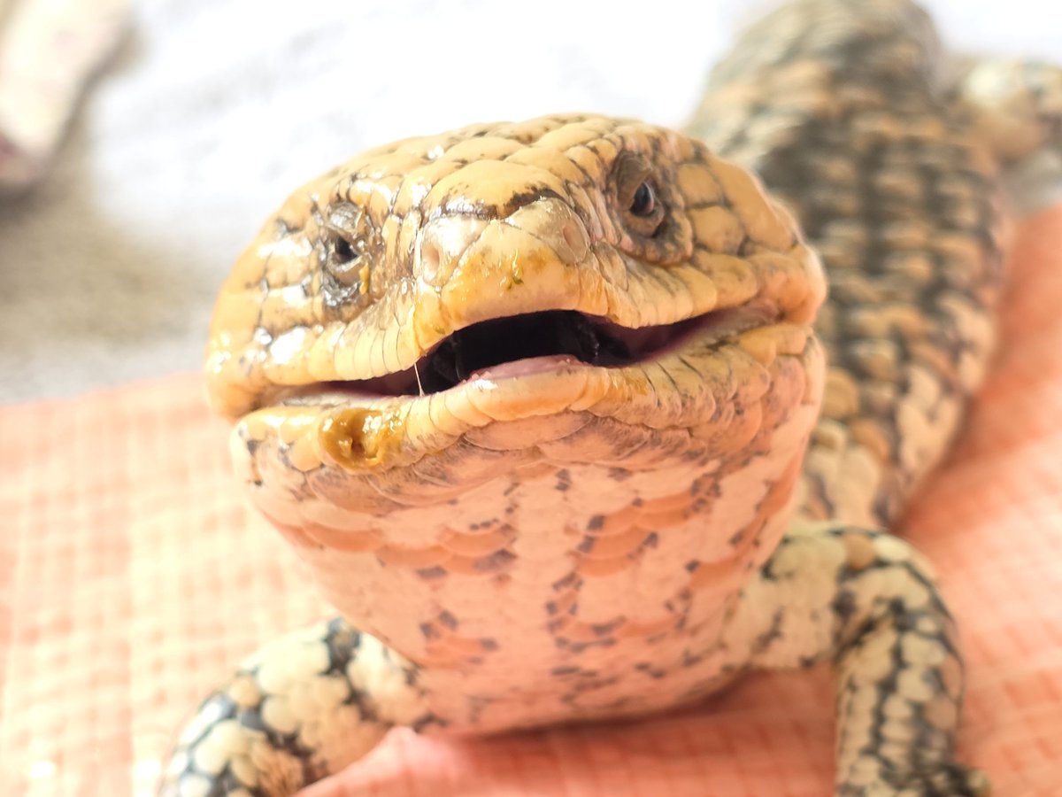 益寺絢子 tweet media