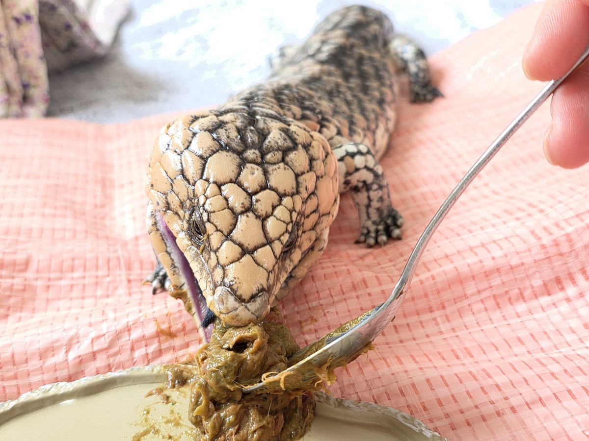 益寺絢子 tweet media