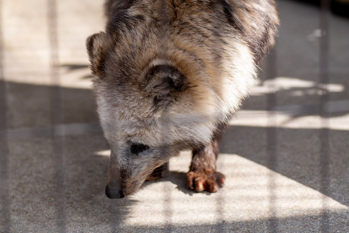 徳山のリノさん
お目目ぱっちりの美人さん