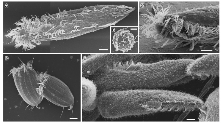 Science Japan tweet media