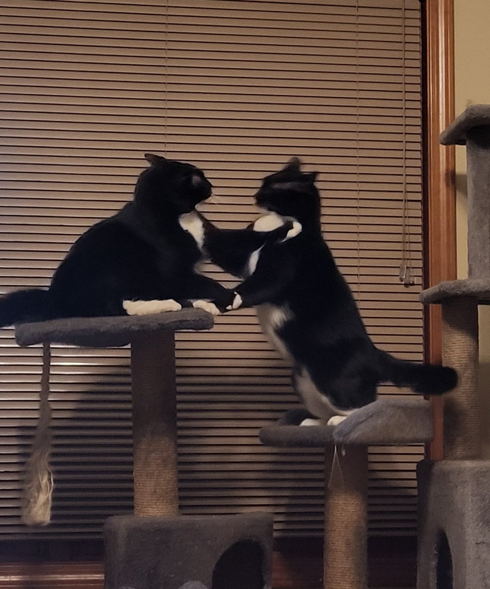 Proud Military Momma tweet media