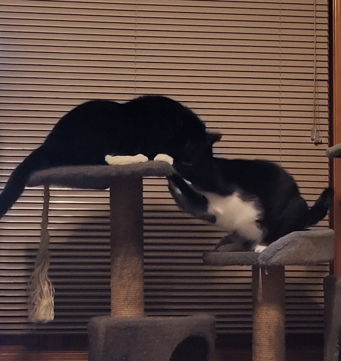 Proud Military Momma tweet media