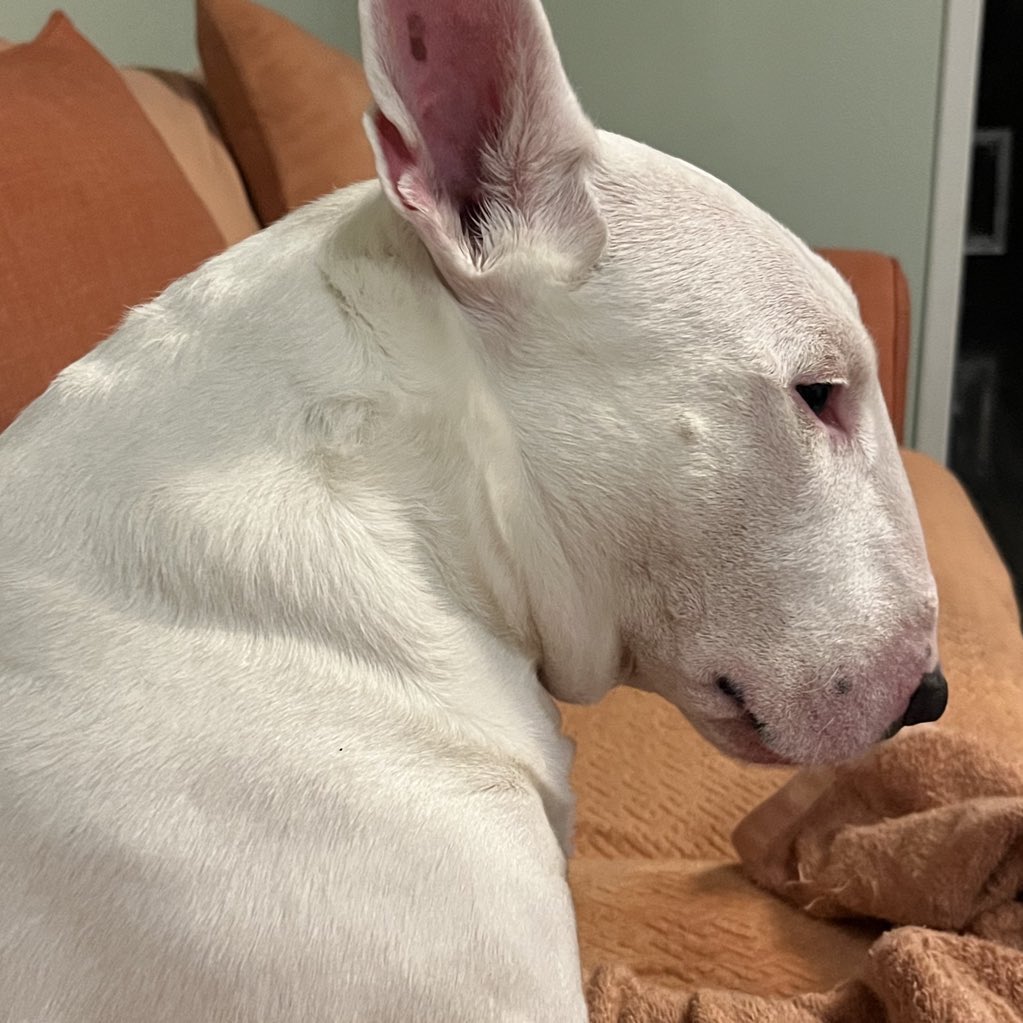 🐶 NELSON tweet media