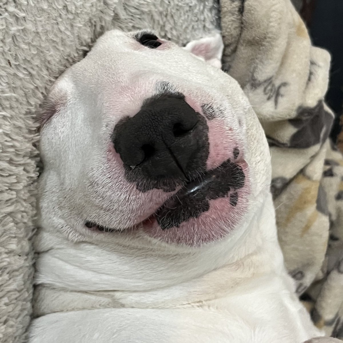 🐶 NELSON tweet media