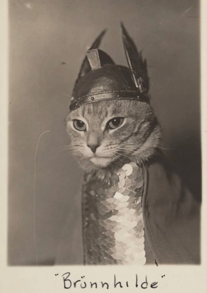 cats with powerful impression 🐾 tweet media