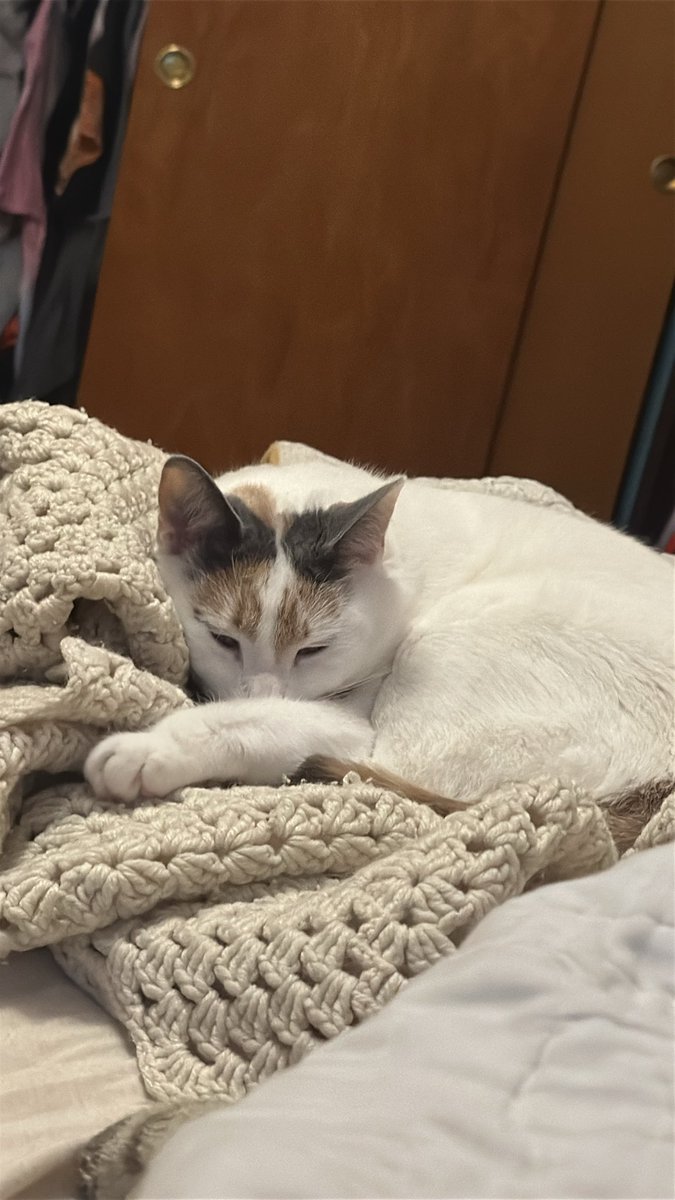 Two Smart Bookcats tweet media