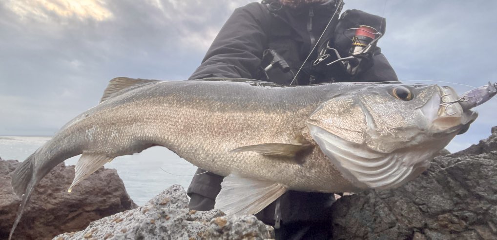 しんたろー tweet media