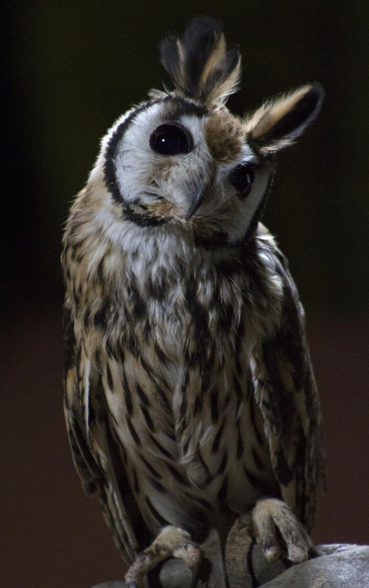 The Great Wild tweet media