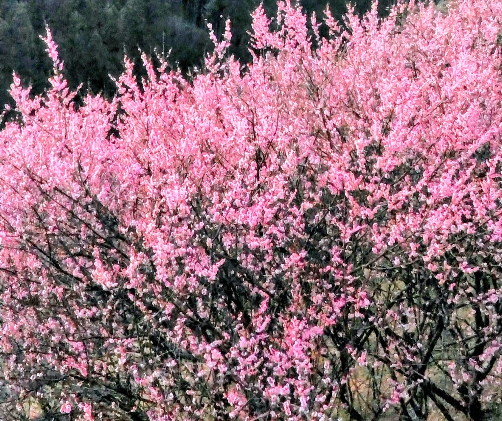 KENSHIROU tweet media