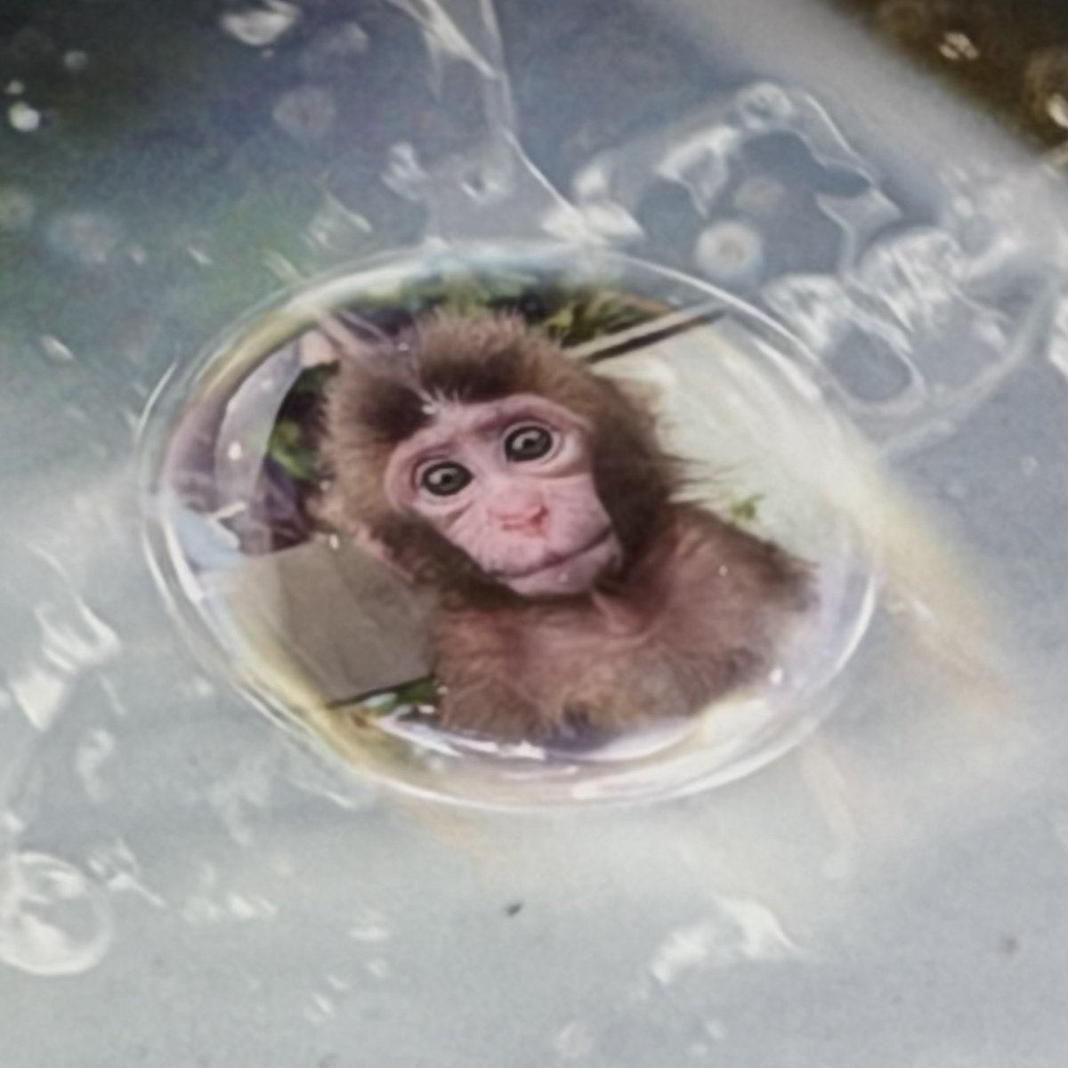 Rosarinn tweet media