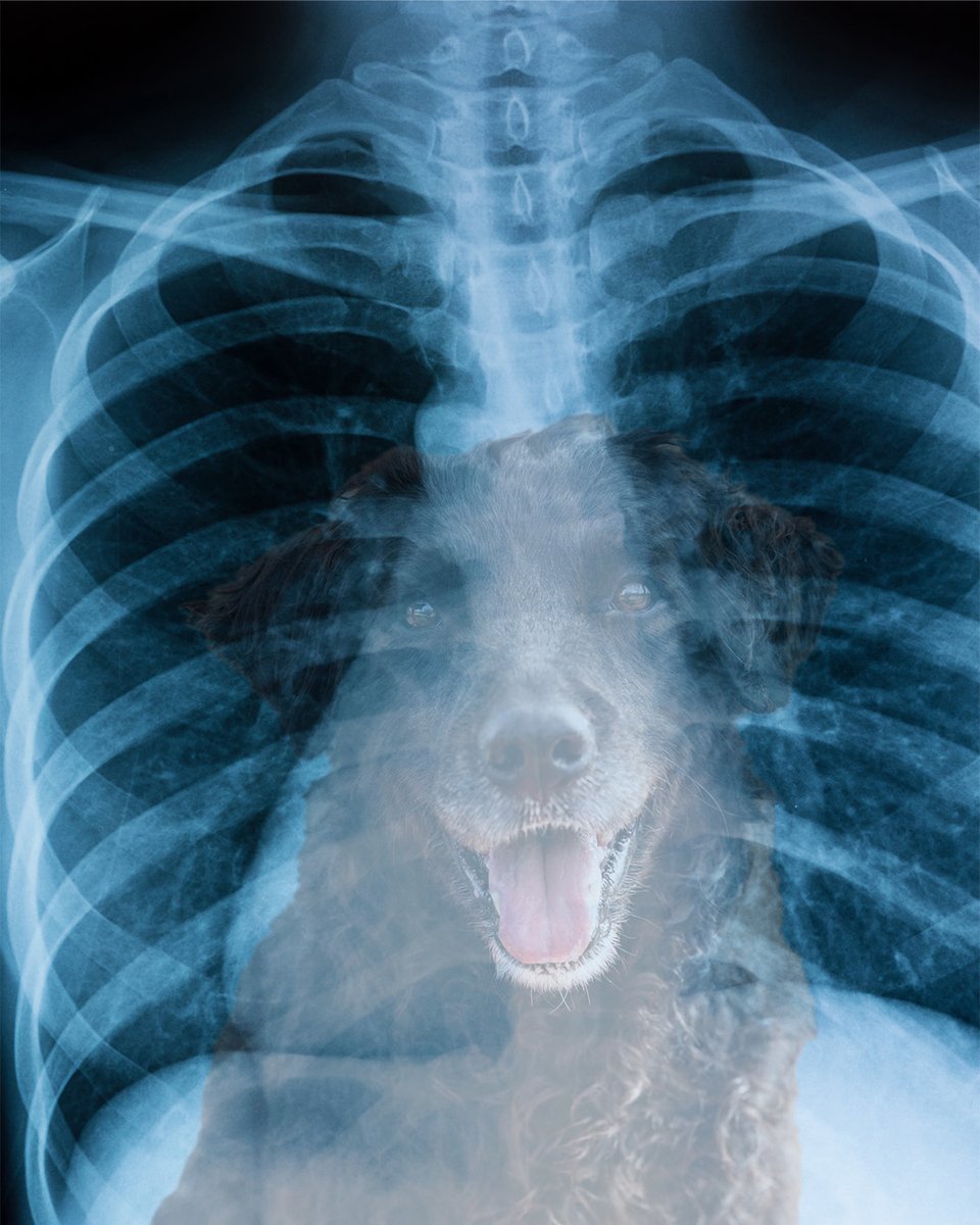 DS_Foundation's tweet image. 