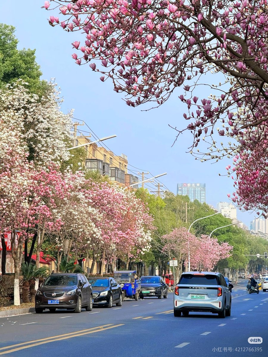 不会飞的猫（互fo） tweet media