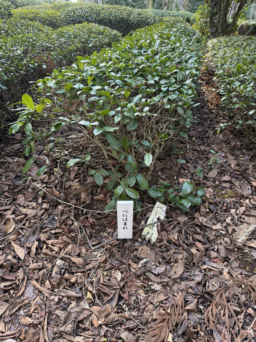 こちらも静岡県立美術館のすぐ近くにある、様々なお茶の品種が植えてある畑。
先の「やぶきた」を開発した方が、お茶の品種改良のため全国各地から集めた様々なお茶の品種が植えてあります。
お茶にこんなに品種があること自体知りませんでした。
さすがはお茶どころ。
#静岡の魅力だよらでんちゃん