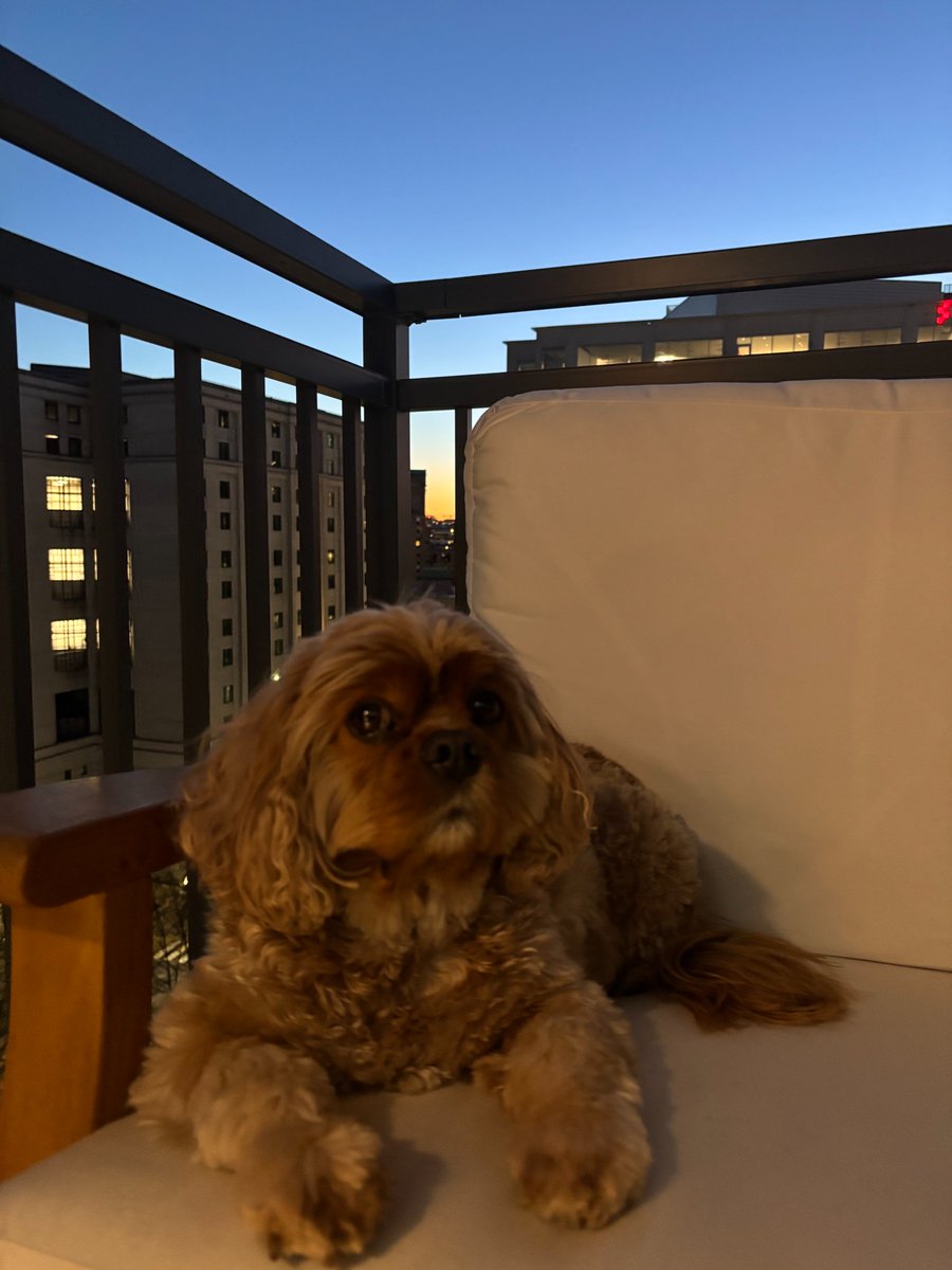rebeccawetteman's tweet image. Patrick is enjoying the extra sunlight, thanks to springing forward. Especially on the weekend! 

#PatrickFriday #Dogs #DogMom #dogsofX #weekendvibes