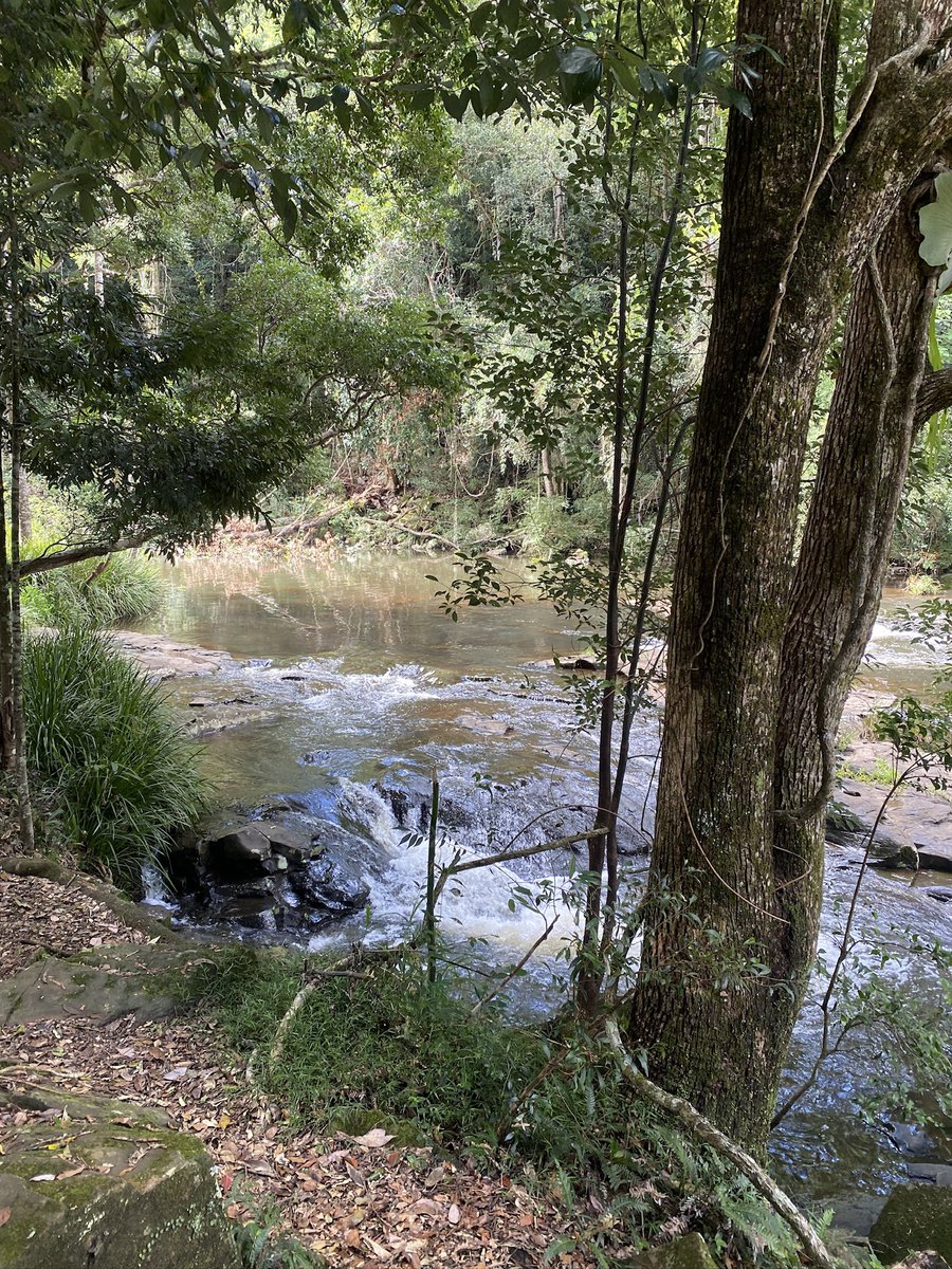 roamingfox | Alma tweet media