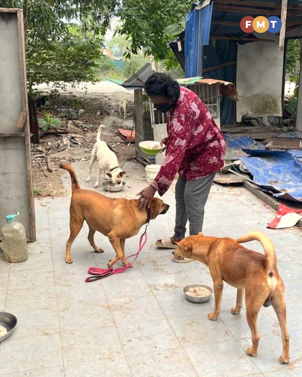 fmtoday's tweet photo. #FMTLifestyle This devoted animal lover only has until Sunday to relocate the strays that have been in her care for the past four years.

Full Article: https://t.co/Ko6Bdo2rYJ https://t.co/znajZZb1do