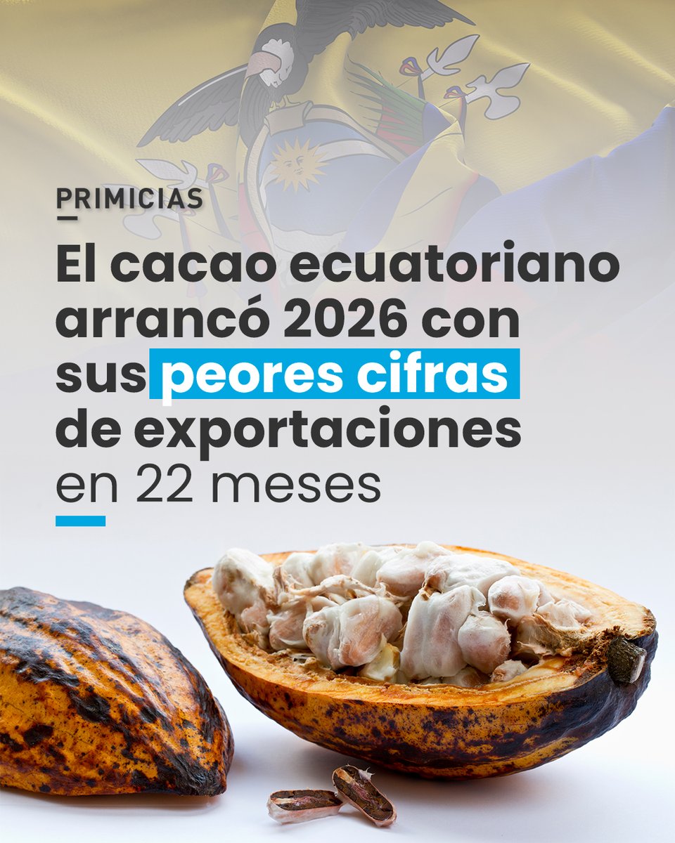 El precio del cacao se ha desplomado frente a los picos alcanzados en 2024 y los primeros meses de 2025. Las exportaciones totales de Ecuador cayeron 2%, debido al bajo desempeño del petróleo. prim.ec/Nse450YtcEB