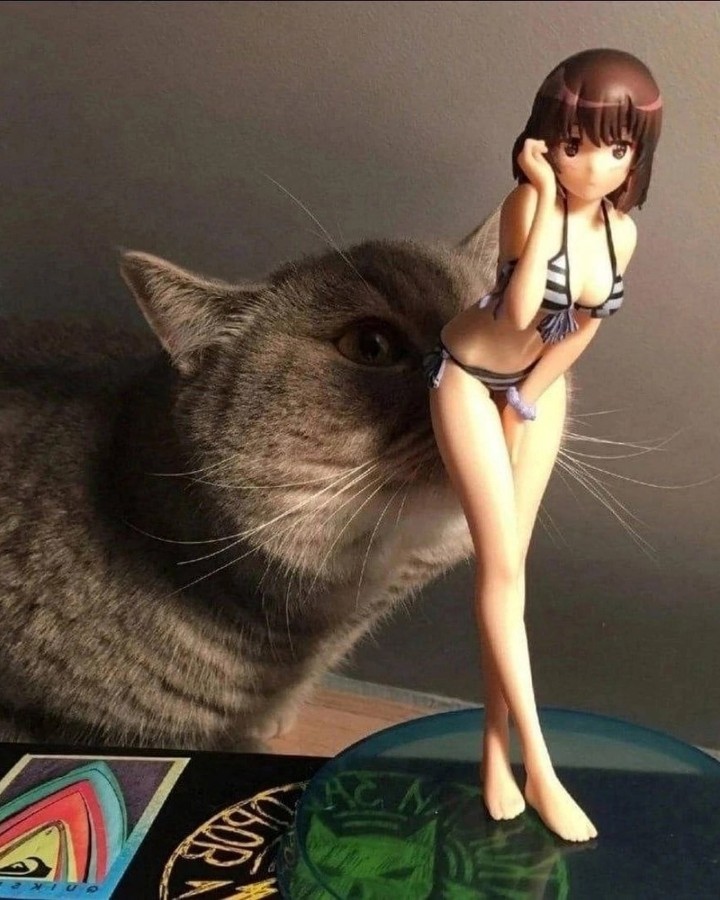 Punch Cat (@punchingcat) on Twitter photo 