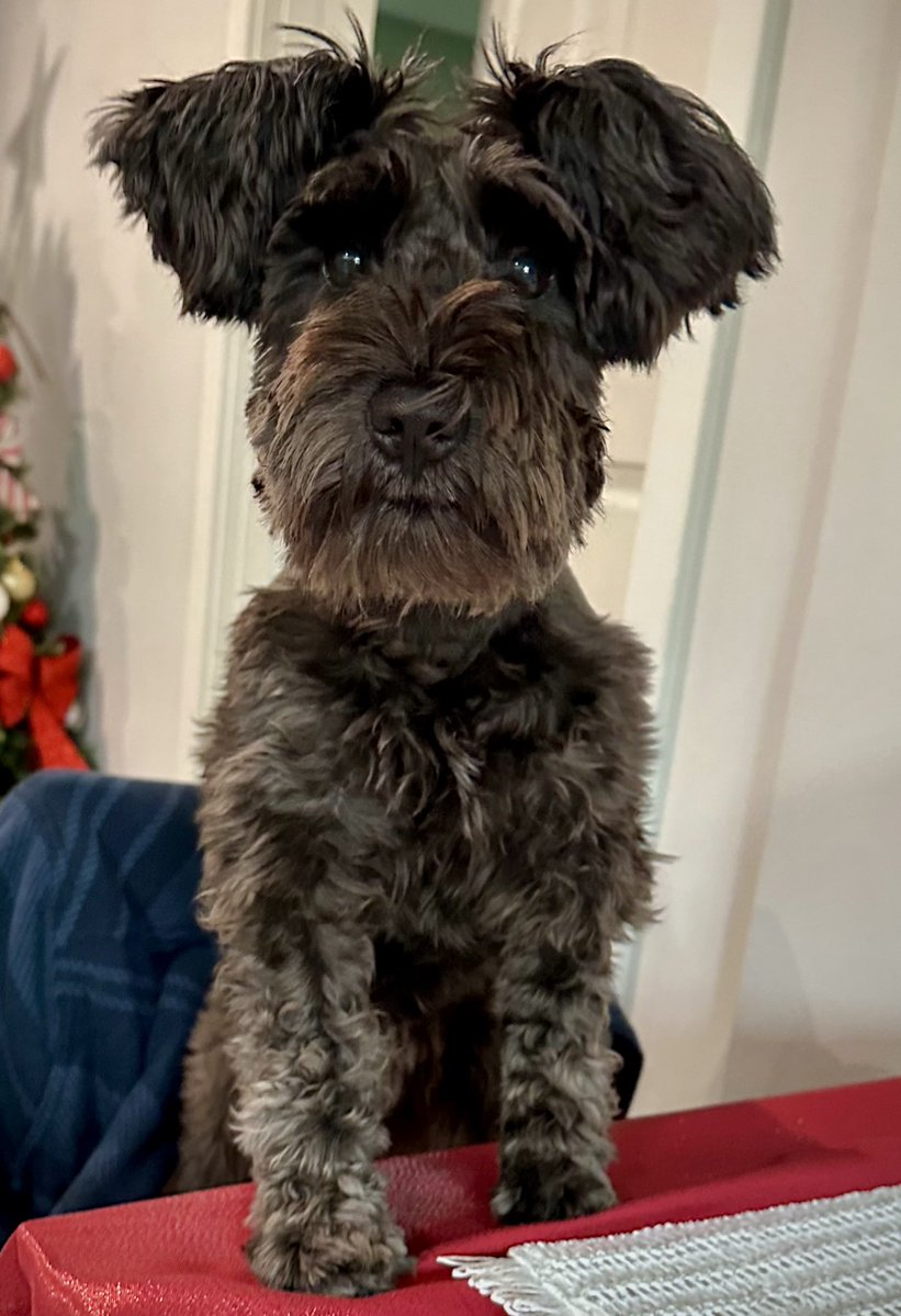 popminni tweet media