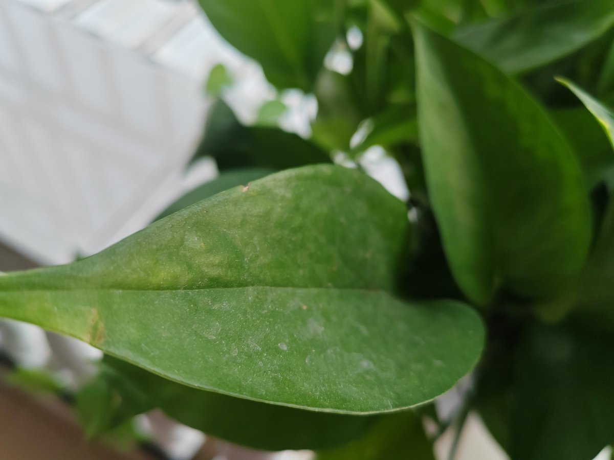 joshua igbuan tweet media