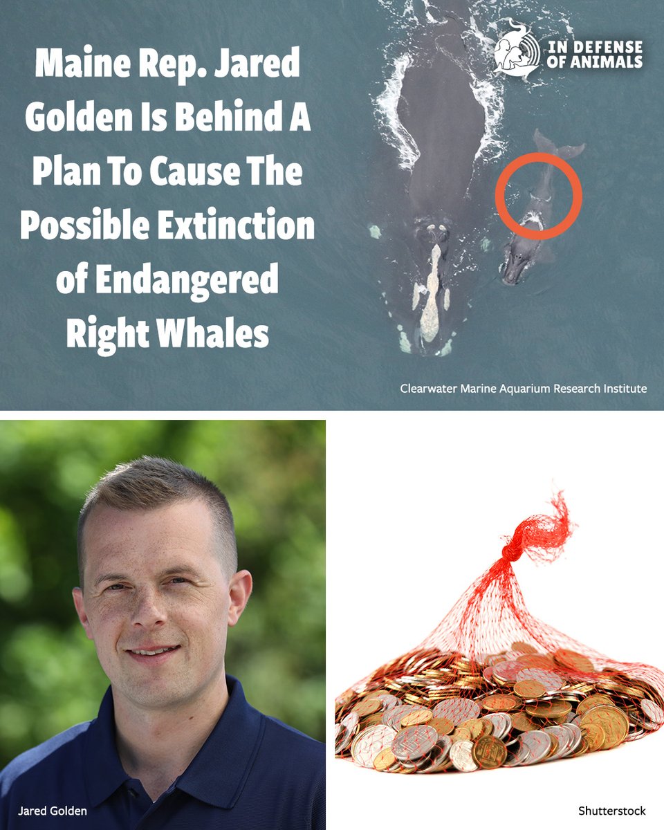 IDAUSA's tweet image. #Maine Rep Jared Golden is helping push a plan that could drive endangered North Atlantic #RightWhales even closer to extinction. With only around 370 left, siding with profit over survival is disgraceful.
➡️ bit.ly/4blxanz
RT &amp;amp; bit.ly/4brzE3H
#SaveTheWhales