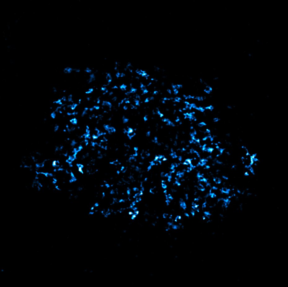 東北大学大学院生命科学研究科 tweet media