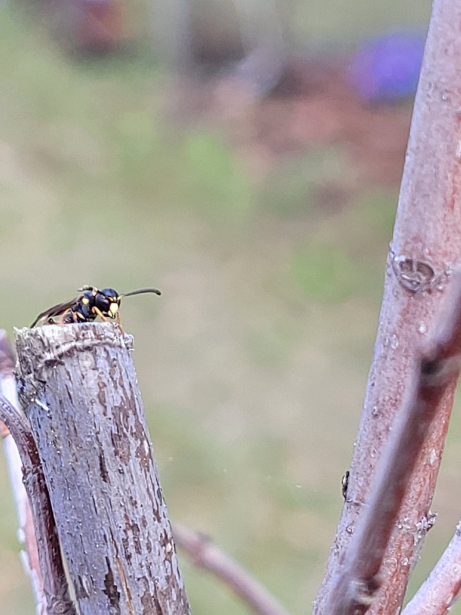 Ballzack the Wizard tweet media