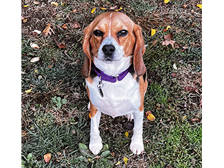 B.O.N.E.S. Beagles tweet media