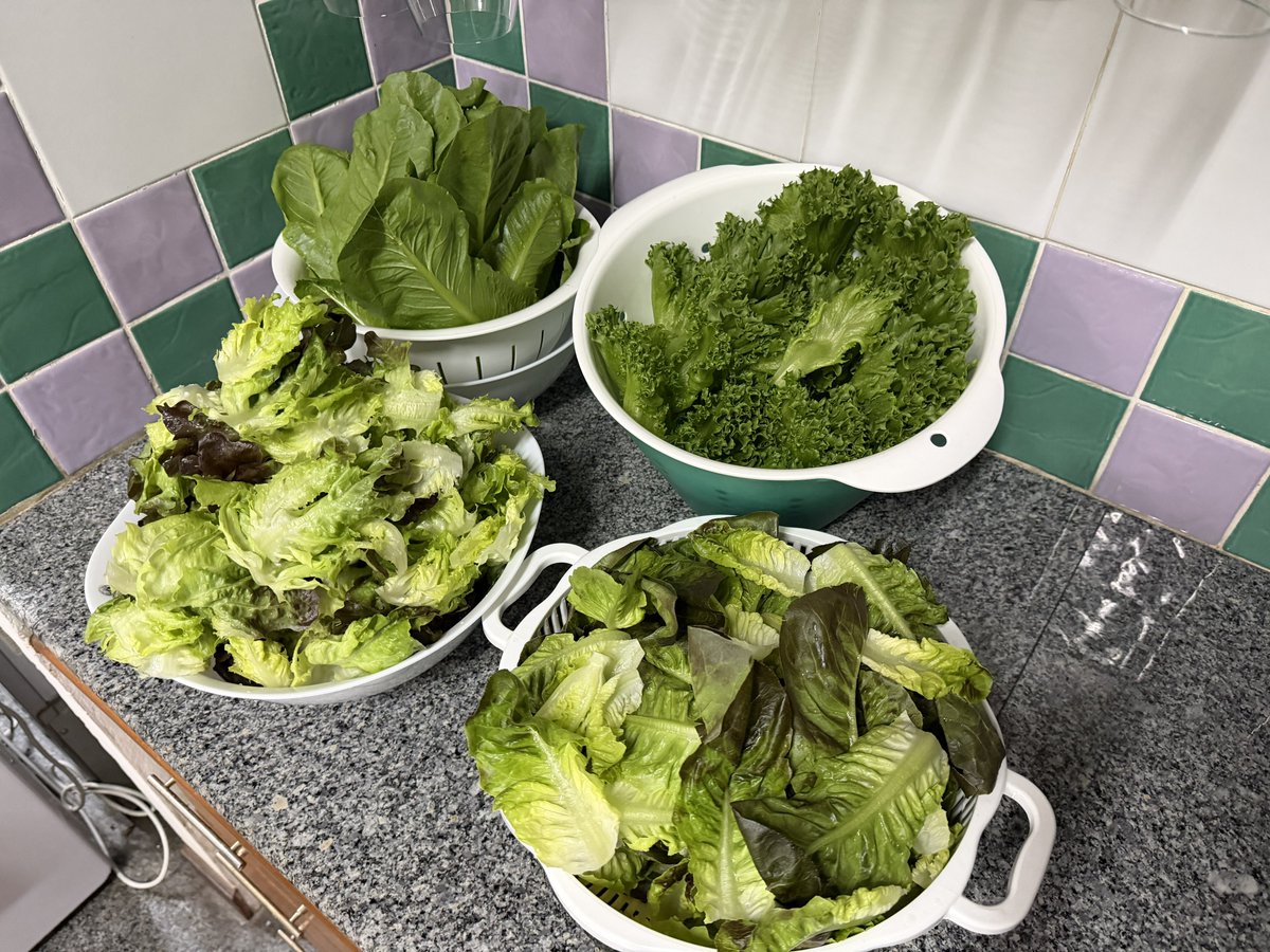 🥕 How to ล้างผักสลัด + เก็บผักได้นาน 2-4 week ยังกรอบและสดไม่ช้ำ  👨🏻‍🍳🍅🌽🫜🍠🥑🍎