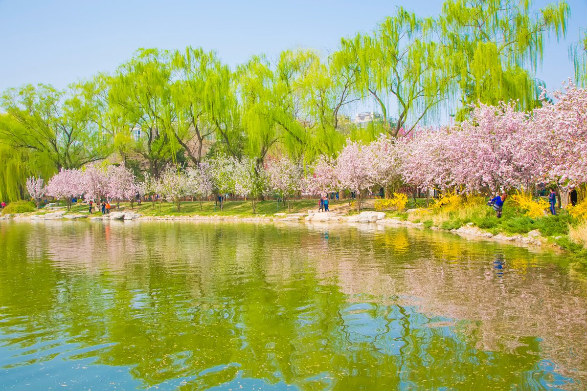 #Beijing’s spring romance unfolds along lush greenways winding through ...