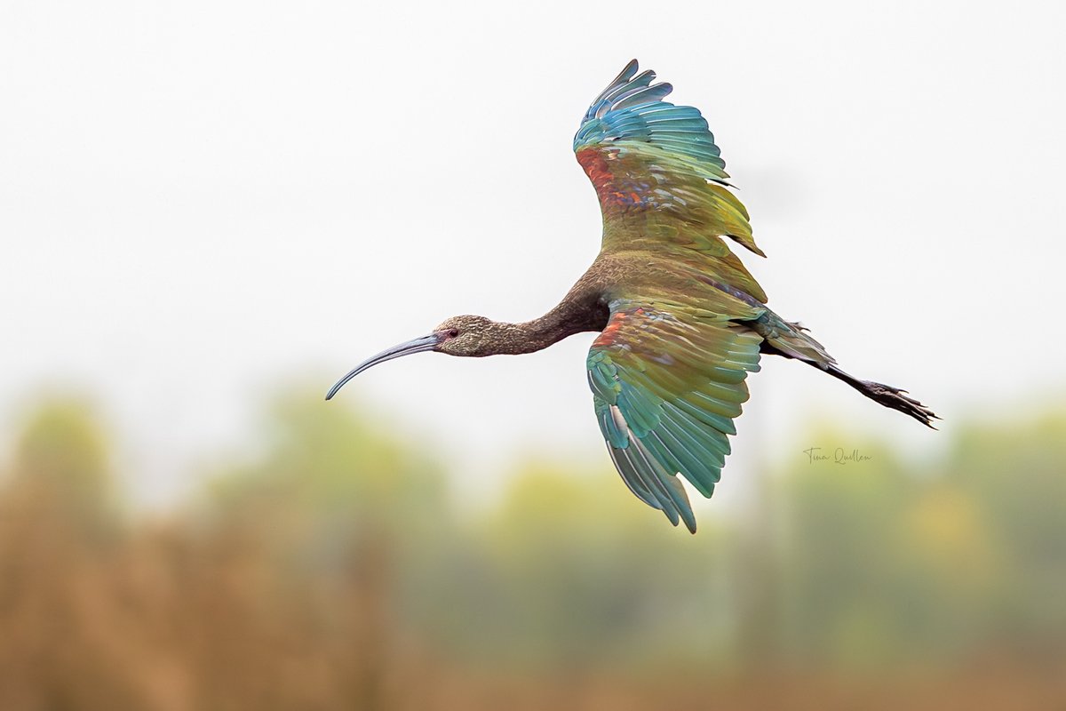 aHeartSoFull's tweet photo. It's time to pull out those BIRDS IN FLIGHT images.

This is a Glossy Ibis. Here are 3 fun facts
1). They look almost plain black or dark from far away, but up close in good light, their feathers shimmer with iridescent colors like deep maroon, emerald green, bronze, and violet—like wearing a living rainbow coat!

2). Their long, curved bill has special touch sensors that let them snap it shut super fast the moment it touches prey in the mud, even without seeing it—perfect for sneaky wetland hunting.

3). The name "glossy ibis" comes from words meaning "sickle," referring to that stylish downward-curving bill shaped like a little scythe.