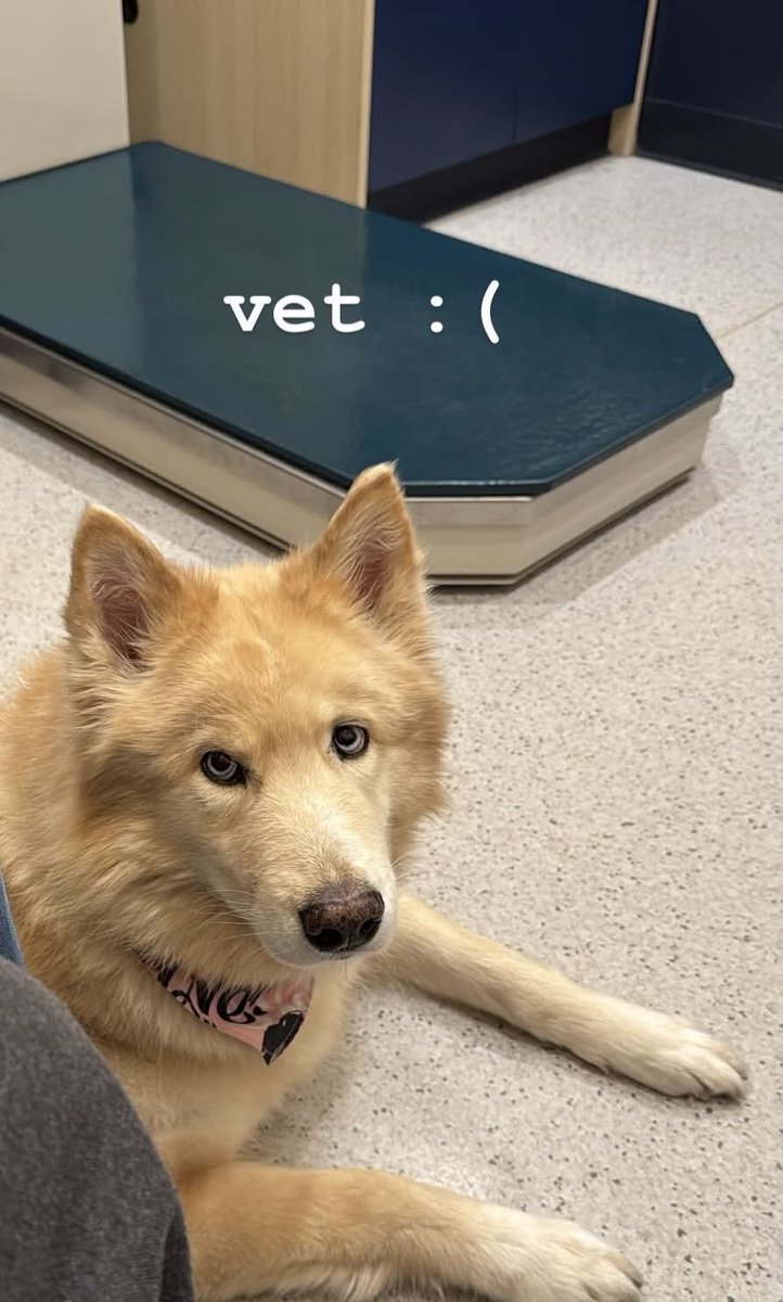 Paypal fees suck but thank you to everyone that contributed or shared this post ;; 

We are 30% of the way to the goal in just an hour, thank you ;w; 

Sora rn for reference, poor baby looks so tired 🥹