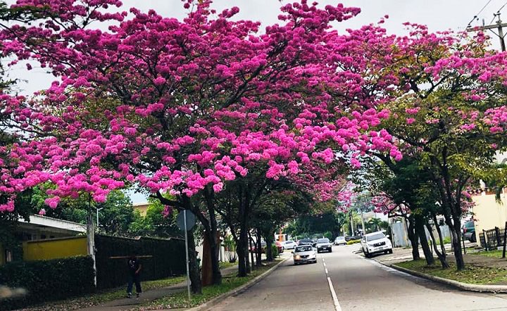 ReggiePanting's tweet photo. Reconocer a quienes transforman la ciudad es fundamental.
Gracias @RobertoContreM por honrar al Arq. Roberto Zelaya, impulsor del plan que hoy llena de rosado a San Pedro Sula con los macuelizos sampedranos. Un legado que todos los ciudadanos disfrutamos. https://t.co/5iQ0VBm6Dq