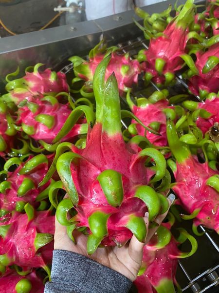 VSF202's tweet photo. 🐉 Dragon Fruit – Vietnam
Sweet • Fresh • Export quality
📦 5–10kg carton
📩 CONTACT – LOUIS (Sales Executive)
📧 export2@vietseafarm.com.vn
📞 Tel / WhatsApp / WeChat: (+84) 347 499 738
🌐 https://t.co/oZfzmRmQ2V
#DragonFruit #VietnamFruit #FreshFruitExport #Pitaya https://t.co/4B1ubRalEt