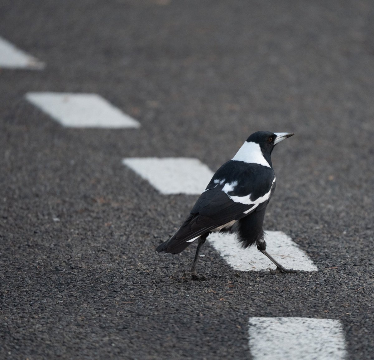 Canberra Things tweet media