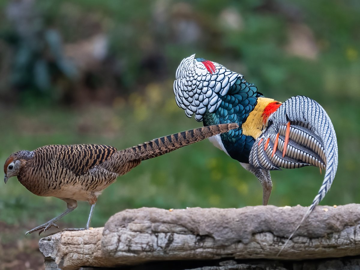 linjianyangbe's tweet image. courtship display of a male Lady Amherst's Pheasant (白腹锦鸡,Chrysolophus amherstiae), in Guizhou province. 

Native to northern and southwestern #China and far northern Myanmar, it is under second-class state protection. ❤

 #TwitterNatureCommunity 
#Nature #Peace #Chinese