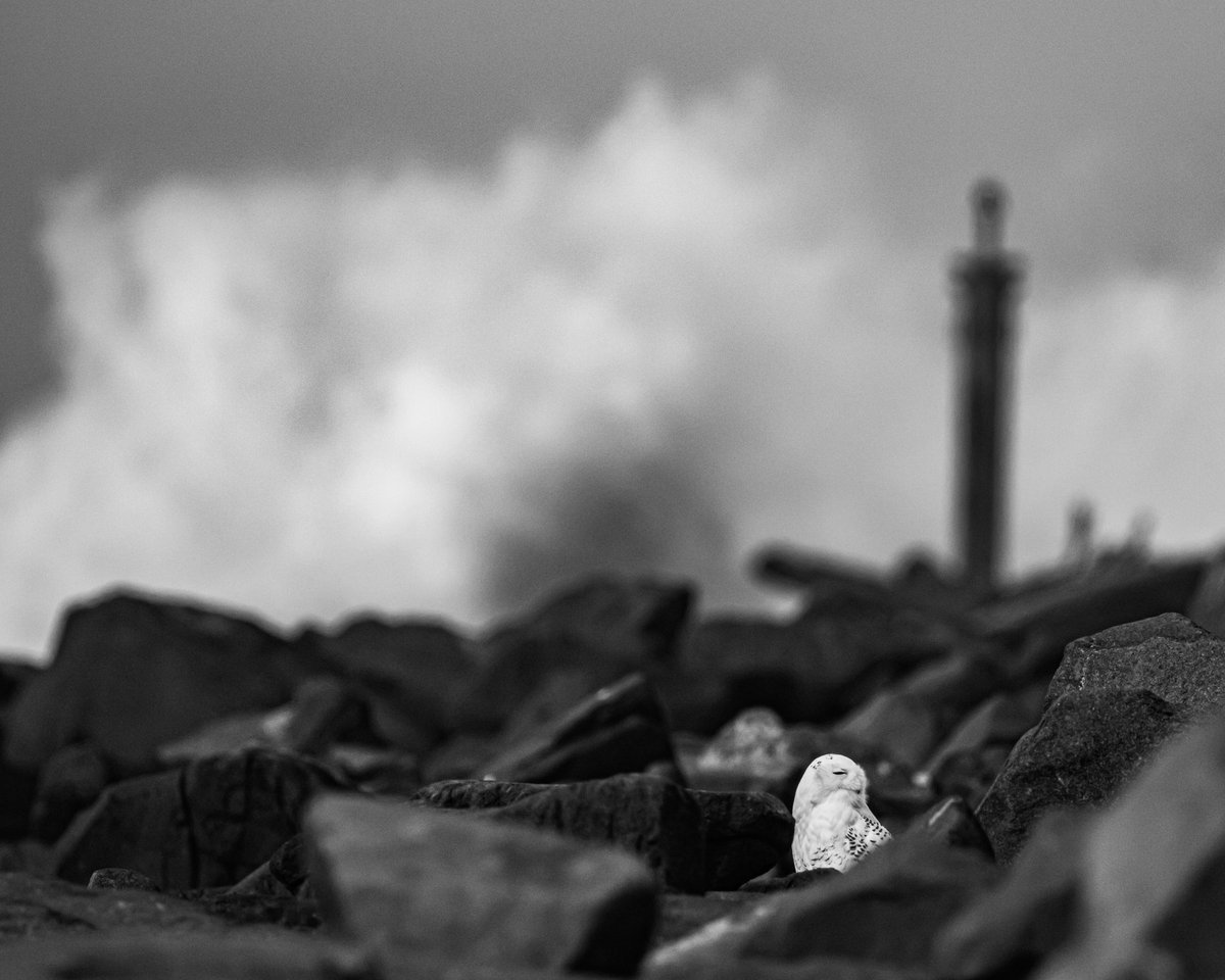 SceneKidSanta 𓅣𓅃 tweet media