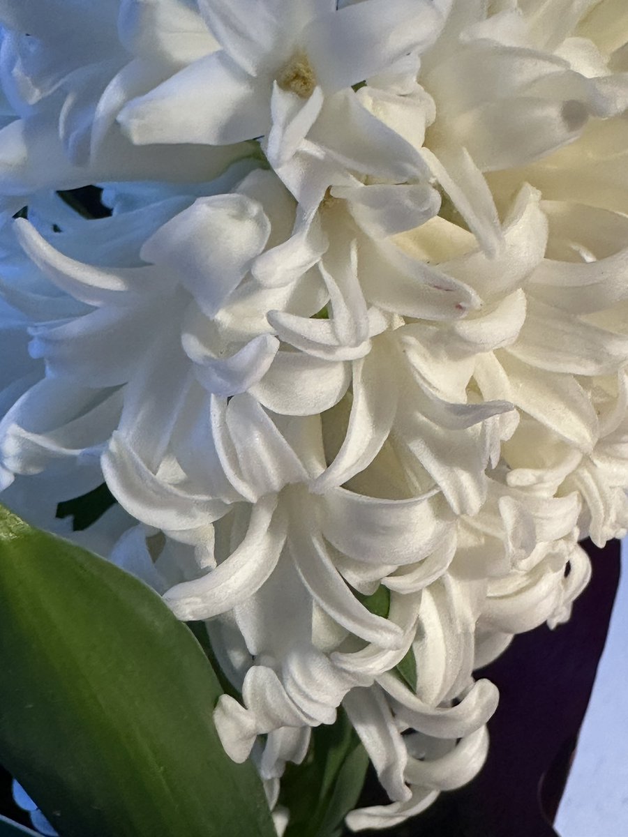 lorene1voice's tweet image. My bro bought me this treat. #Ube #shortbread. Tasty. My #hyacinth is in full bloom. I wish it was purple. #SurreyBC #TrueSurrey #cookies