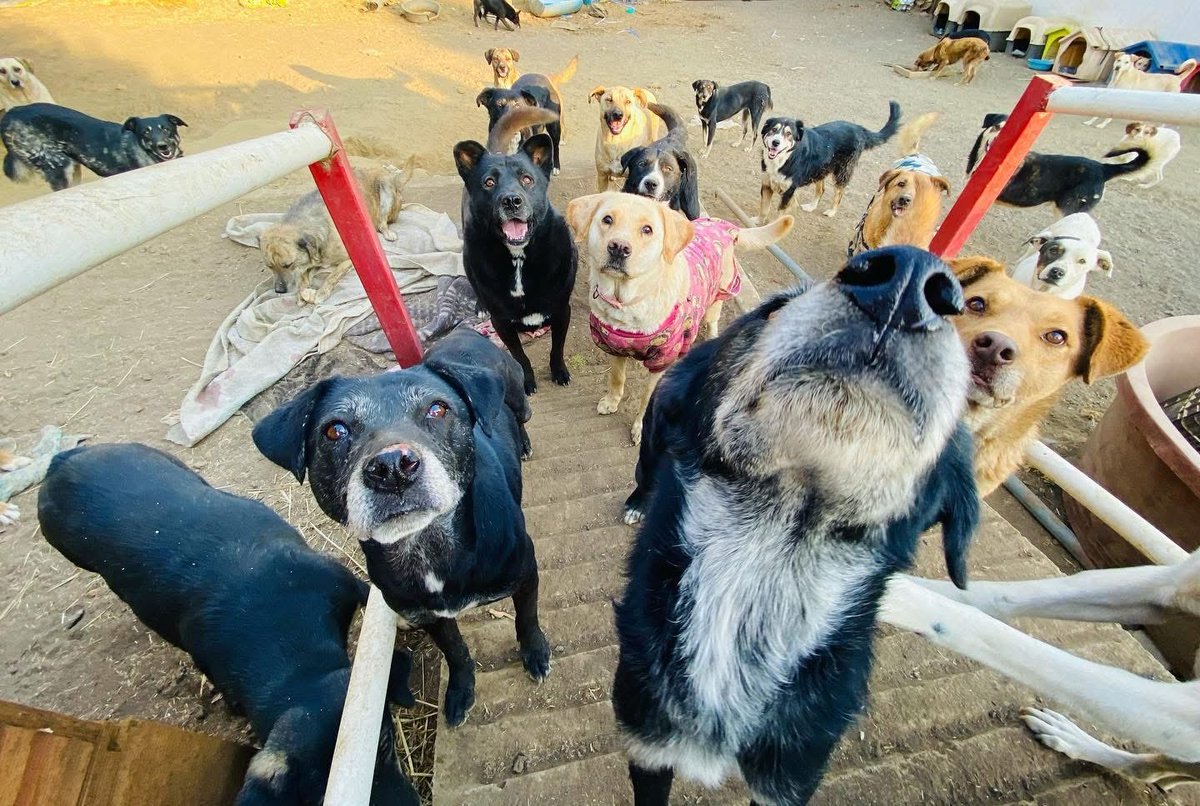 RefugiOceaniCAN's tweet image. Hueles al amor de mi vida... Ya ven a adoptarme!!🙏🏼🙏🏼🙏🏼

#AdoptaUnOceanican #perros #Oceanican #dogstyle #Adopta #AdoptaNoCompres #doggystlye #love #amor #amoresperros #refugio  #perritos