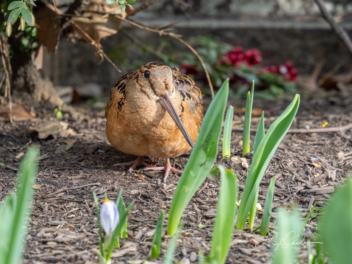 Sheryl Checkman tweet media