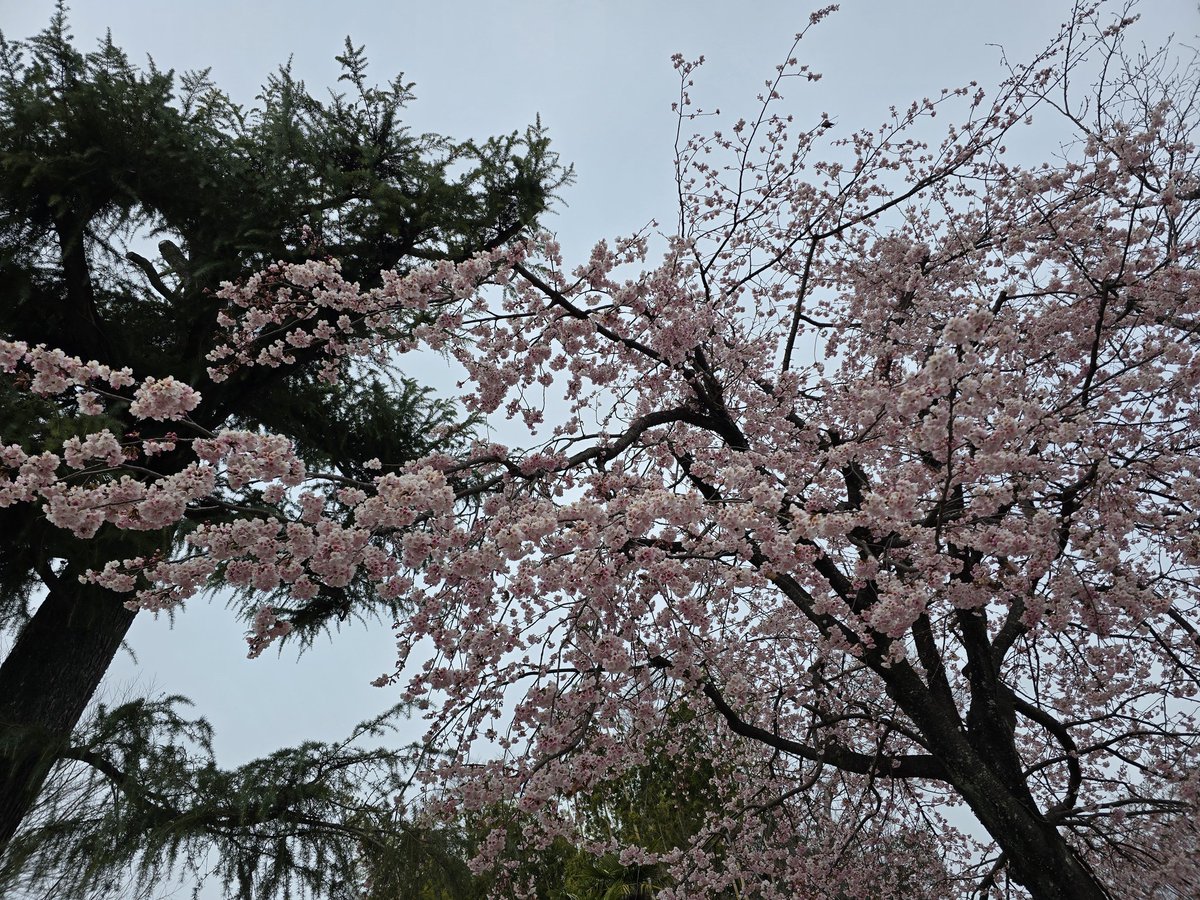 koban306's tweet photo. 春！ https://t.co/FVz0qetZhE