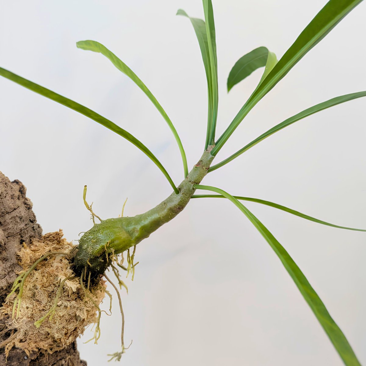 中の人が好きな植物🪴 それはアリ植物です🐜🐜🐜 現在20株ほど育ててい